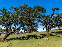 Szene aus dem lichten Lorbeerwald - Fanal Hochebene
